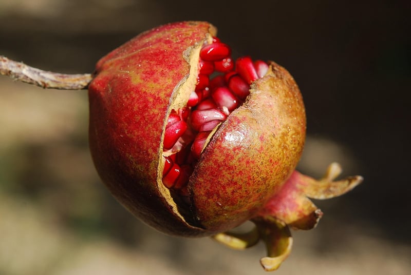 Superfood Benefits